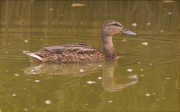 Ànec collverd (Anas platyrhynchos)