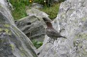 Merla de pit blanc. turdus torquatus