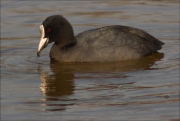 Fotja (Fulica atra)