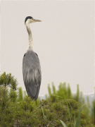 Bernat pescaire (Ardea cinerea)