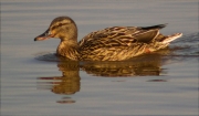 Femella d'Ànec collverd (Anas platyrhynchos)