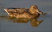 Femella d'Ànec collverd (Anas platyrhynchos)