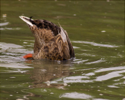 Ànec collverd (Anas platyrhynchos)