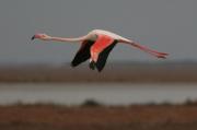 Flamenc.phoenicopterus ruber.