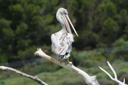 Pelikano (Pelecanus Crispus)