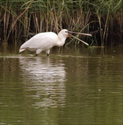 Bec-planer (Platalea leucorodia)