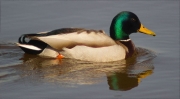 Mascle d'Ànec collverd (Anas platyrhynchos)