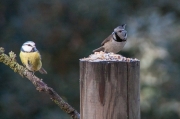 Mallarenga blava (Parus caeruleus) i Mallerenga emplomallada (Parus cristatus)