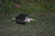 Bernat pescaire (Ardea cinerea)