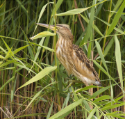 Jove de Martinet menut (Ixobrychus minutus)