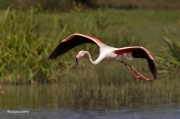 Visitants de Pas al PNAE:Flamenc