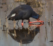 Polla blava (Porphyrio porphyrio)