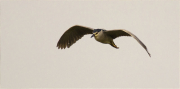 Martinet de nit (Nycticorax nycticorax)