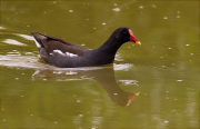 Polla d'aigua (Gallinula chloropus)