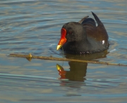 Polla d'aigua (Gallinula chloropus)