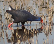 Polla blava (Porphyrio porphyrio)