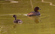 Adult i cria de Cabusset (Tachybaptus ruficollis)