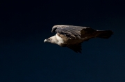 Voltor comú (Gyps fulvus)