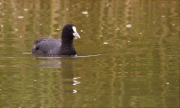 Fotja (Fulica atra)