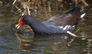 Polla d'aigua (Gallinula chloropus)