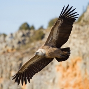 Voltor comú (Gyps fulvus)