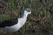 Cames llargues (Himantopus himantopus)