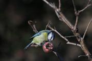 Mallerenga blava ( Parus caeruleus ) 2de2