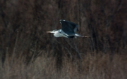 Bernat pescaire (Ardea cinerea)