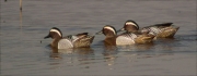 Mascles de Xarrasclet (Anas querquedula)