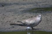 Tórtora turca (Streptopelia decaocto)