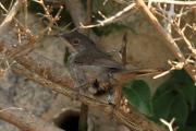 Tallarol capnegre (Sylvia melanocephala)