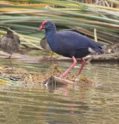 Polla blava (Porphyrio porphyrio)