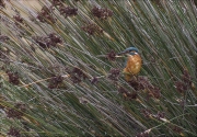 Blauet (Alcedo atthis)