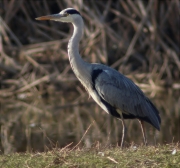 Bernat pescaire (Ardea cinerea)