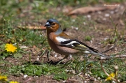 Ocells de la Garrotxa:Pinsà