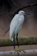 Martinet blanc (Egretta garzetta)