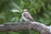 Papamosques gris (Muscicapa striata)