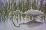 Agró blanc (Ardea alba)