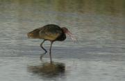 Capó reial. Plegadis falcinellus