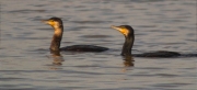 Corb marí gros (Phalacrocorax carbo)