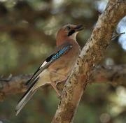 Adult de la familia gaig 1 (1/5) (Garrulus glandarius)