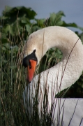 Cigne mut (Cygnus olor)