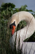 Cigne mut (Cygnus olor)