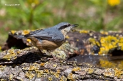 Ocells de la Garrotxa:Pica-soques Blau