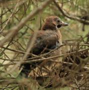 Jove de gaig 1 (3/5) (Garrulus glandarius)