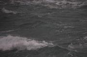 Gavià argentat (Larus cachinnans) 4de6