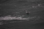 Gavià argentat (Larus cachinnans) 6de6