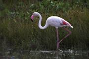 Flamec (Phoenicopterus roseus)