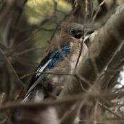 Jove de gaig 2 (4/5) (Garrulus glandarius)