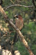 Adult de la familia gaig 2  (2/5) (Garrulus glandarius)